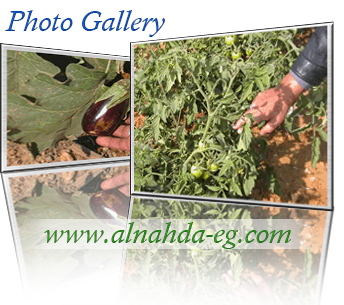 جمعية  النهضة